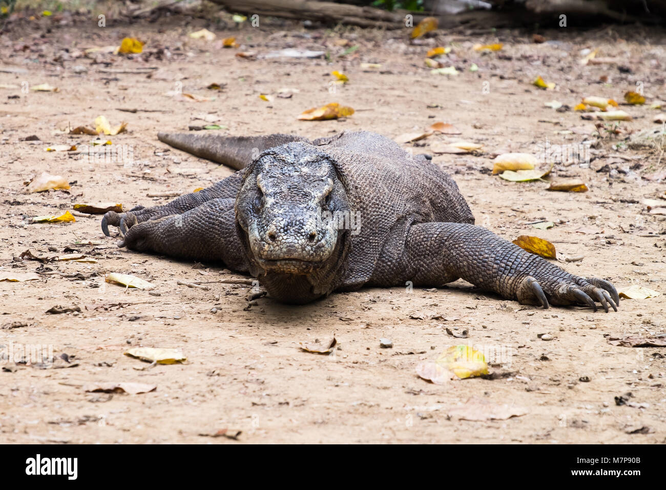 Wandern Komodo Drache in Komodo Indonesien Stockfoto