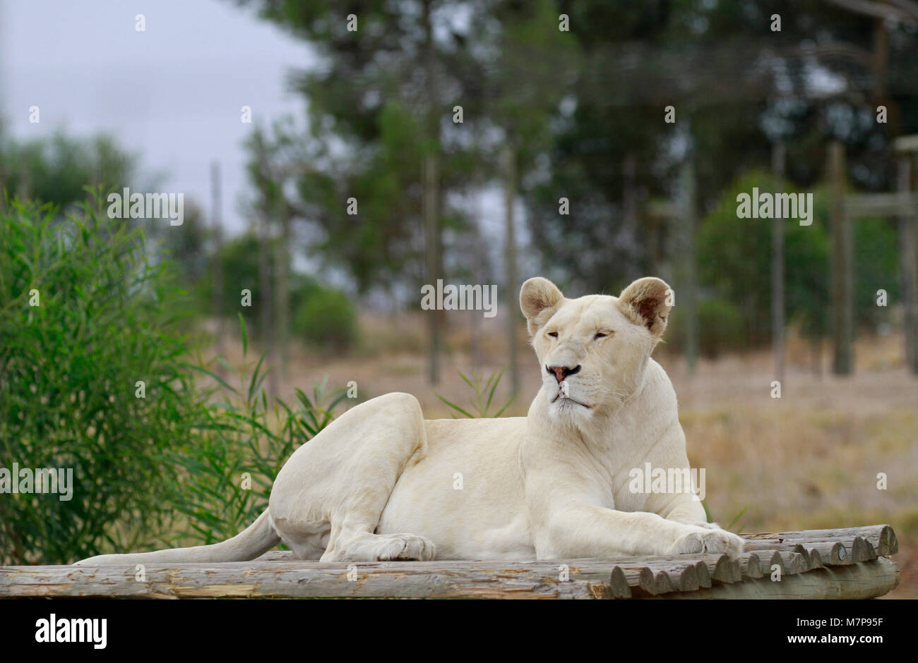 Ein Weißer Löwe (Panthera leo Krugeri) im Drakenstein Lion Park, Klapmuts, Südafrika. Stockfoto