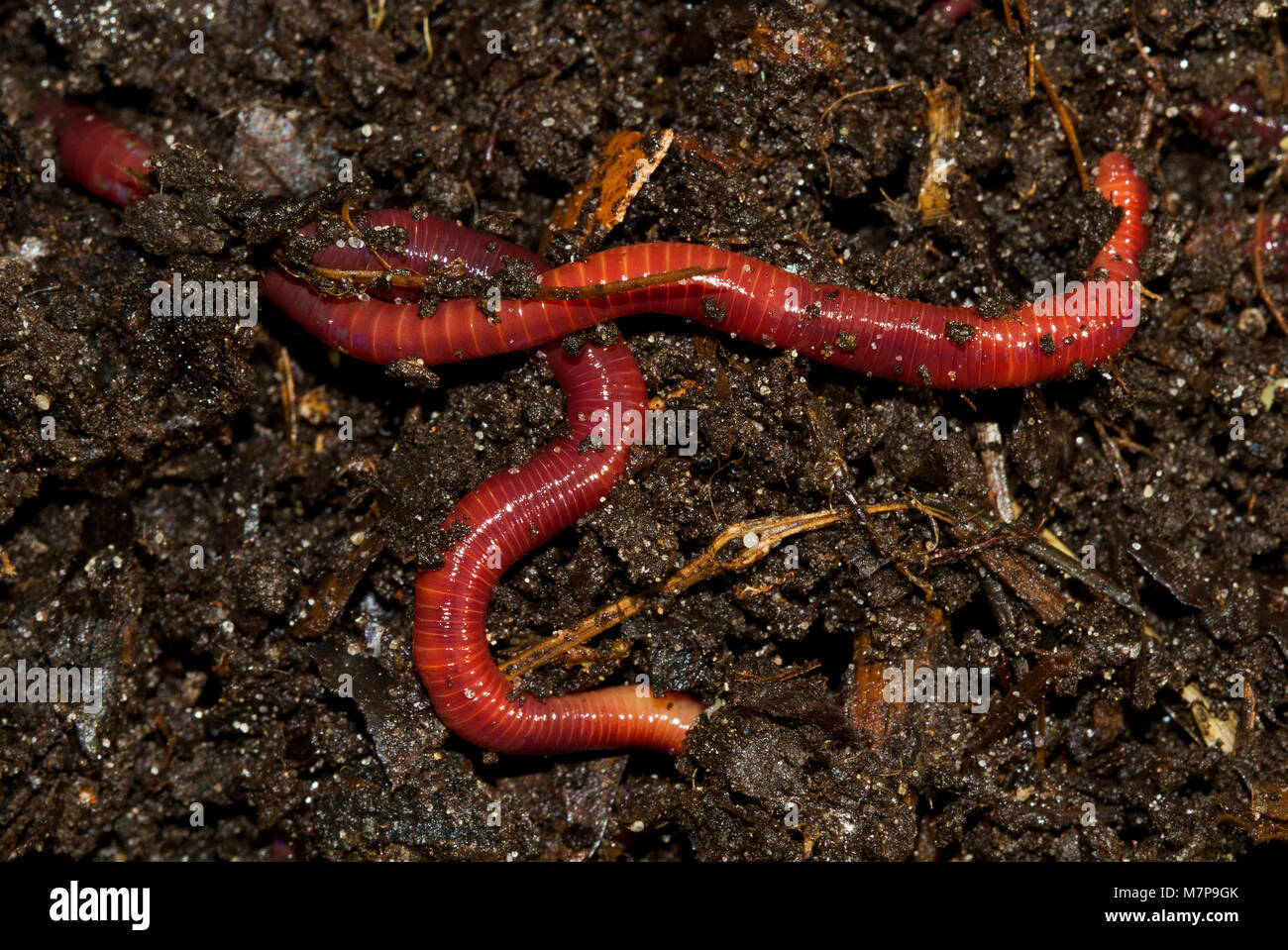 Regenwürmer kriechen in Kompost Stockfoto