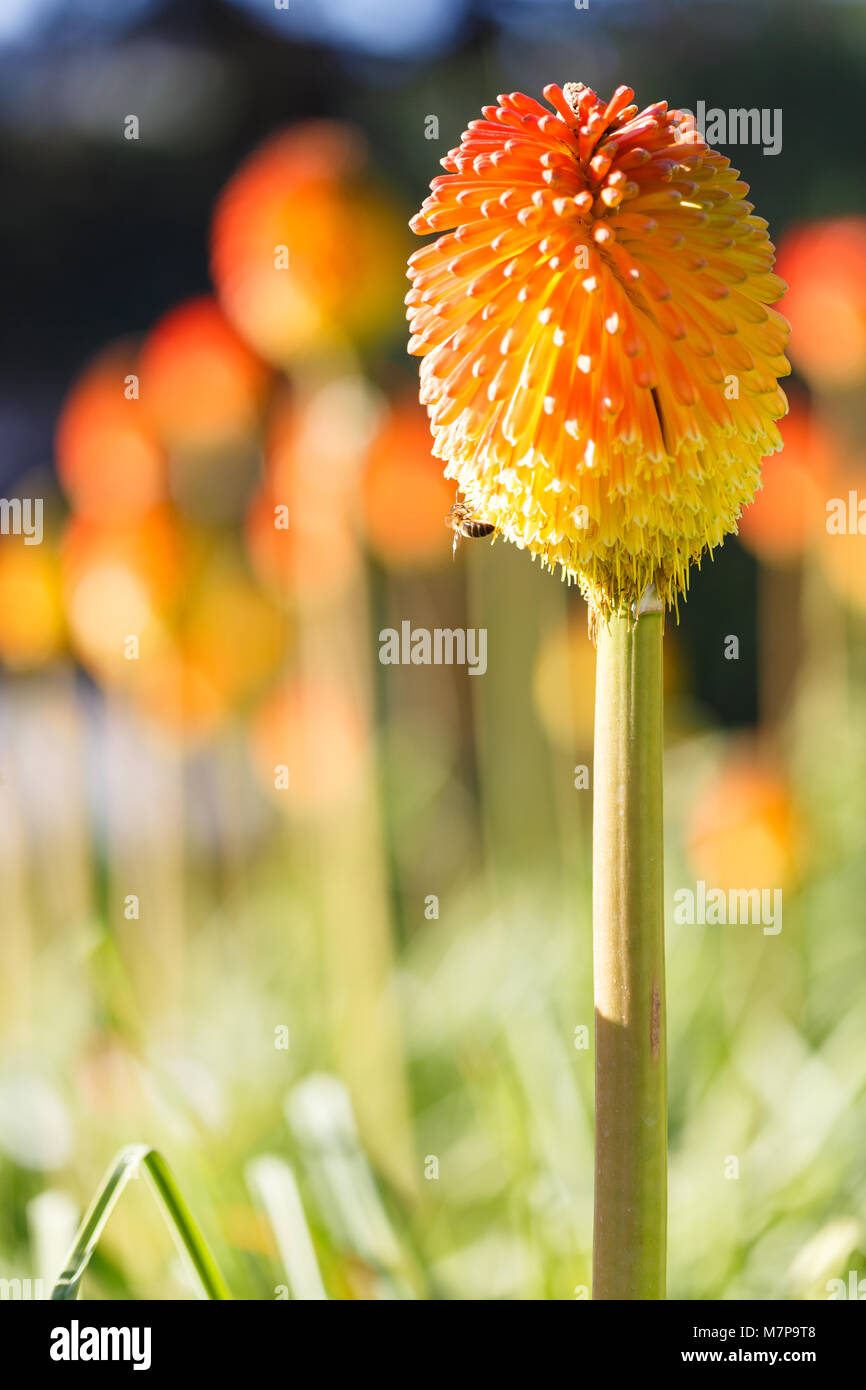 Kniphofia uvaria Stockfoto