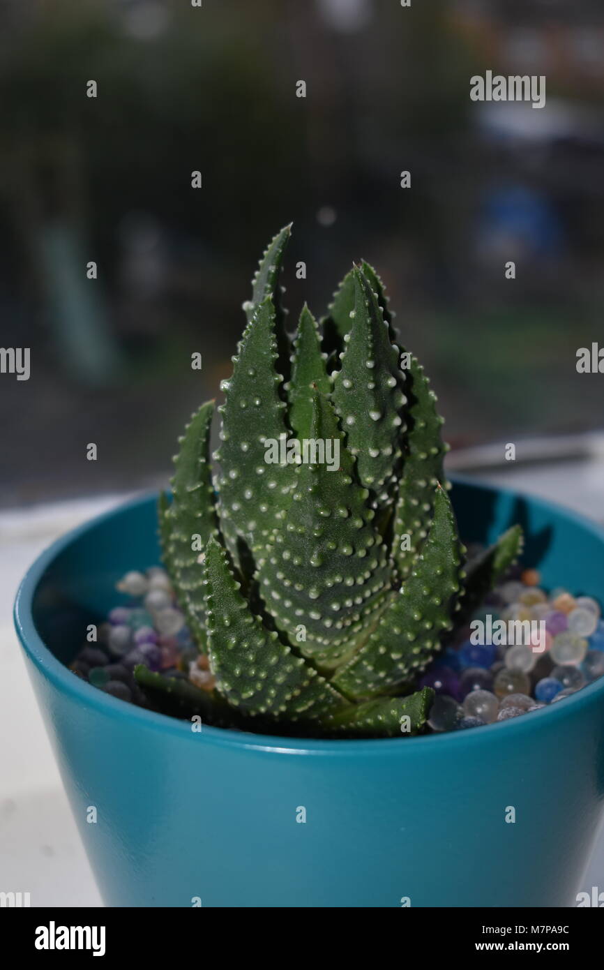 Einen kleinen Haushalt Cactus Stockfoto