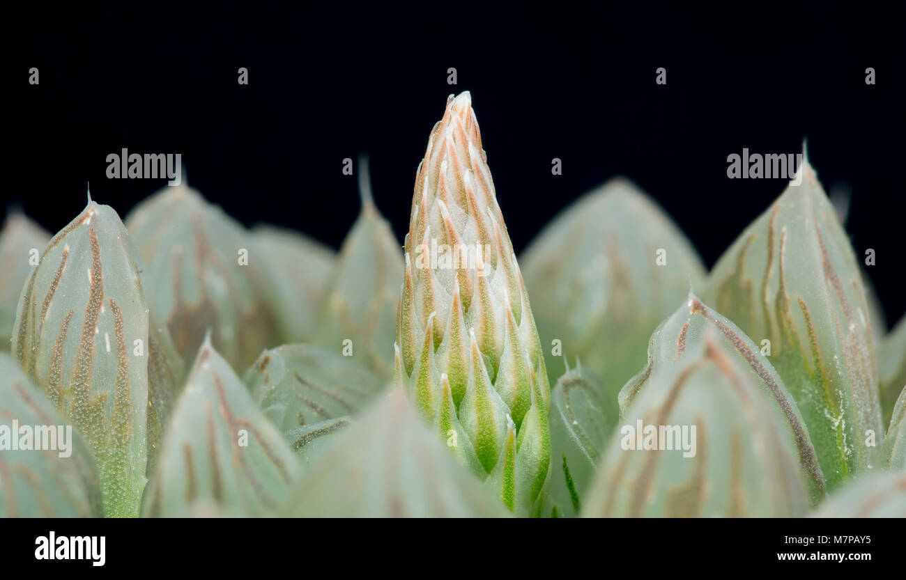Haworthia obtusa Knospe, die sich aus der Mitte der Rosette im frühen Frühling. Kultiviert (Herkunft S. Afrika) Stockfoto