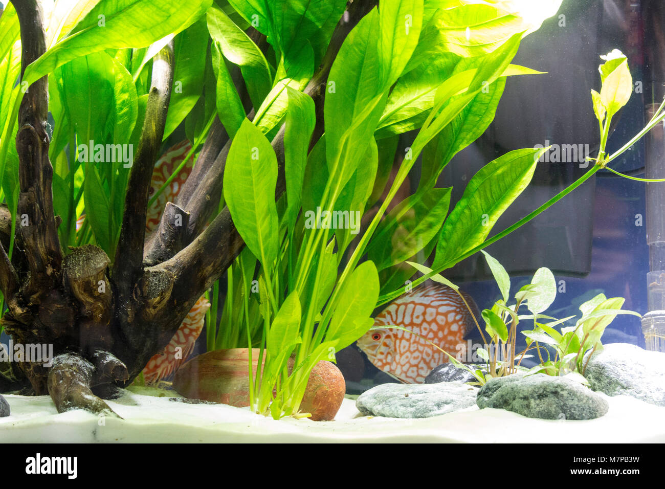Schönen tropischen Pflanzen Süßwasser-Aquarium mit Fischen Stockfotografie  - Alamy