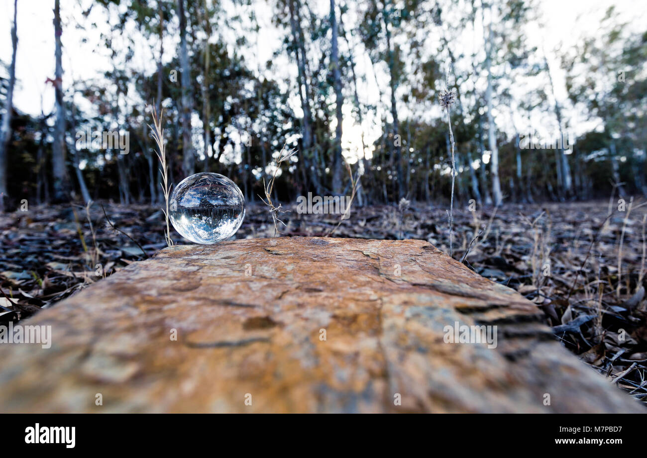 Der Wald in der Crystal Ball Stockfoto