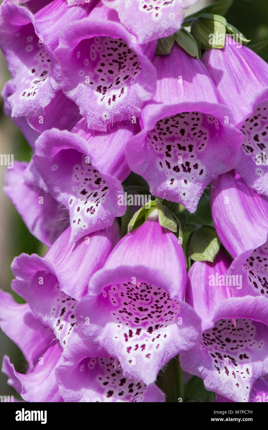Blühende Heilpflanze Fingerhut Digitalis purpurea Stockfoto