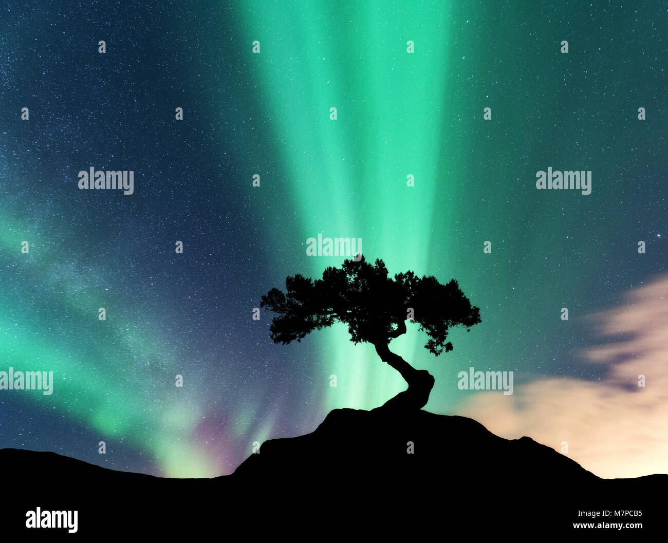 Aurora borealis und Silhouette eines Baumes auf dem Berg. Aurora. Grün und Lila northern lights. Himmel mit Sternen und Polarlichter. Nacht Landschaft w Stockfoto