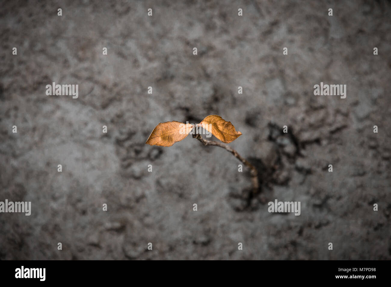 Ansicht von oben auf dem Sterben Mangrove Tree die Blätter braun. Baum wächst aus nassem Boden Schlamm Sumpf. Stockfoto