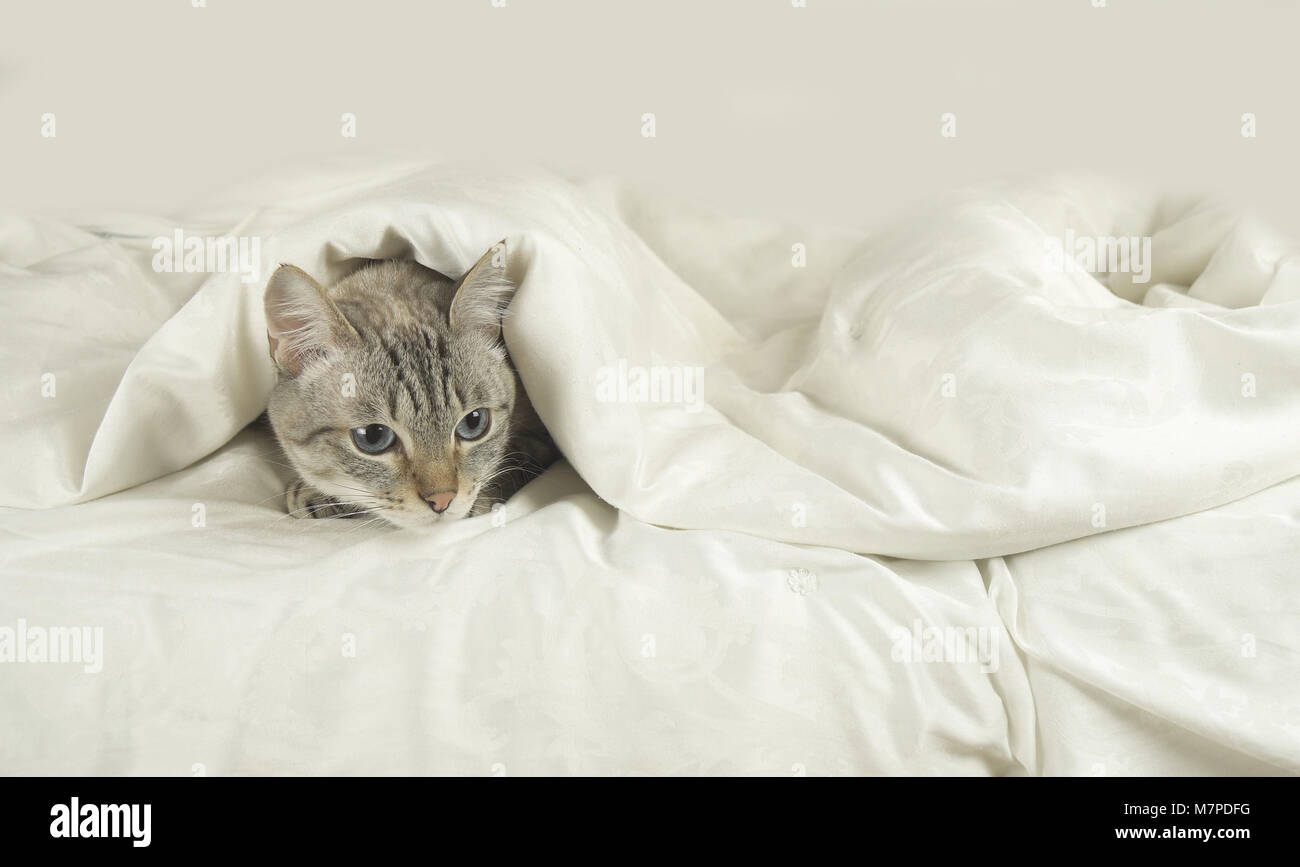 Katze unter dem sofa Fotos und Bildmaterial in hoher Auflösung Alamy