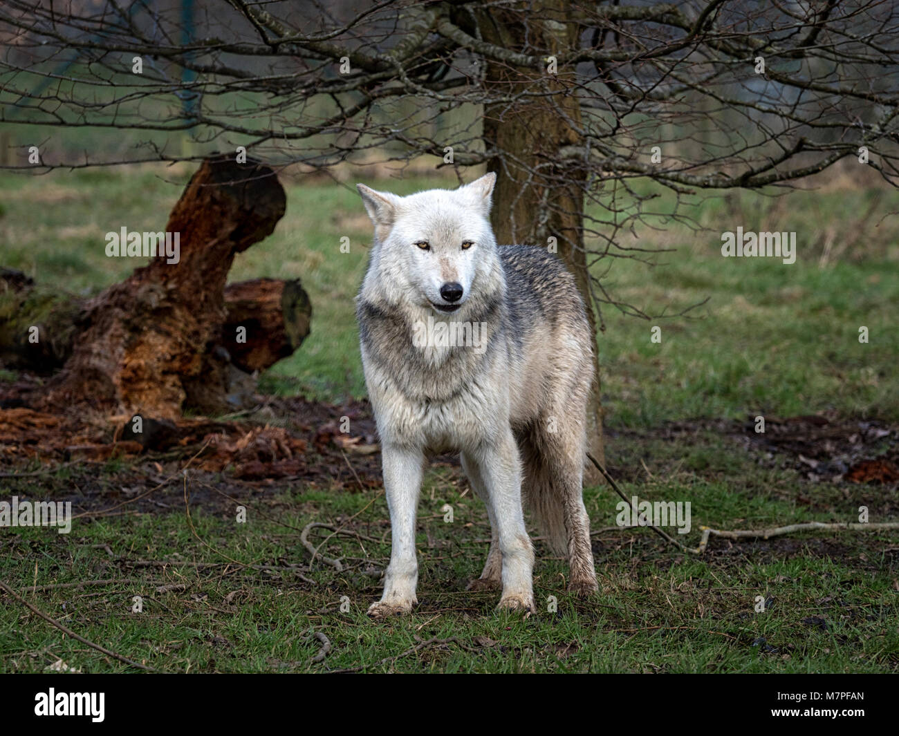 Alpha Weibchen grau (grau) Wolf (Canis lupus), aka der Timber Wolf oder Western Wolf. Eine Hunde- native zu Wildnis von Eurasien und Nordamerika Stockfoto