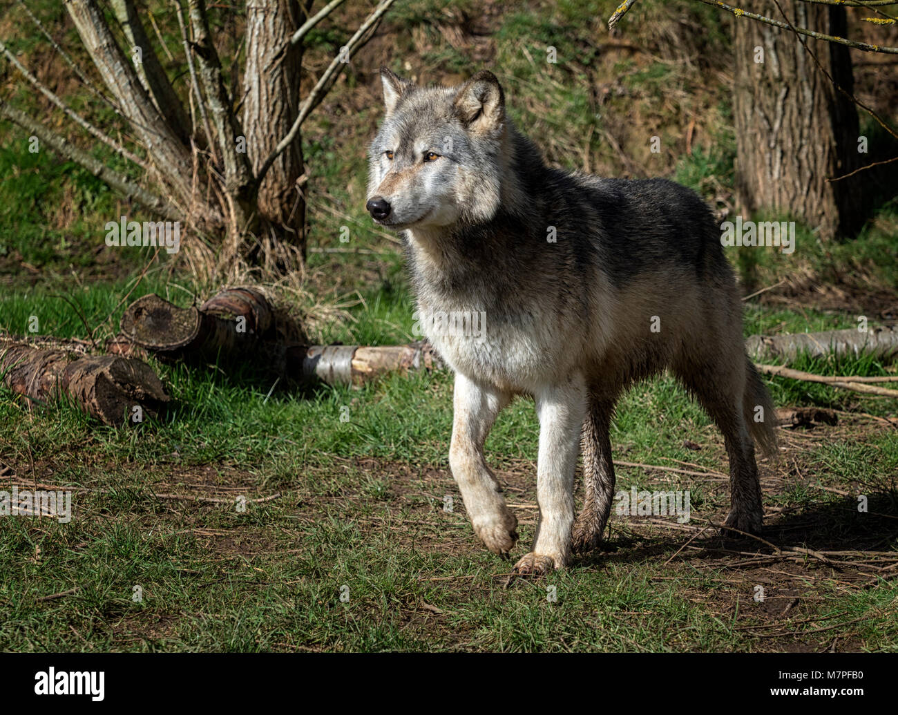 Alpha Male Grey (grau) Wolf (Canis lupus), aka der Timber Wolf oder Western Wolf. Eine Hunde- native zu Wildnis von Eurasien und Nordamerika Stockfoto