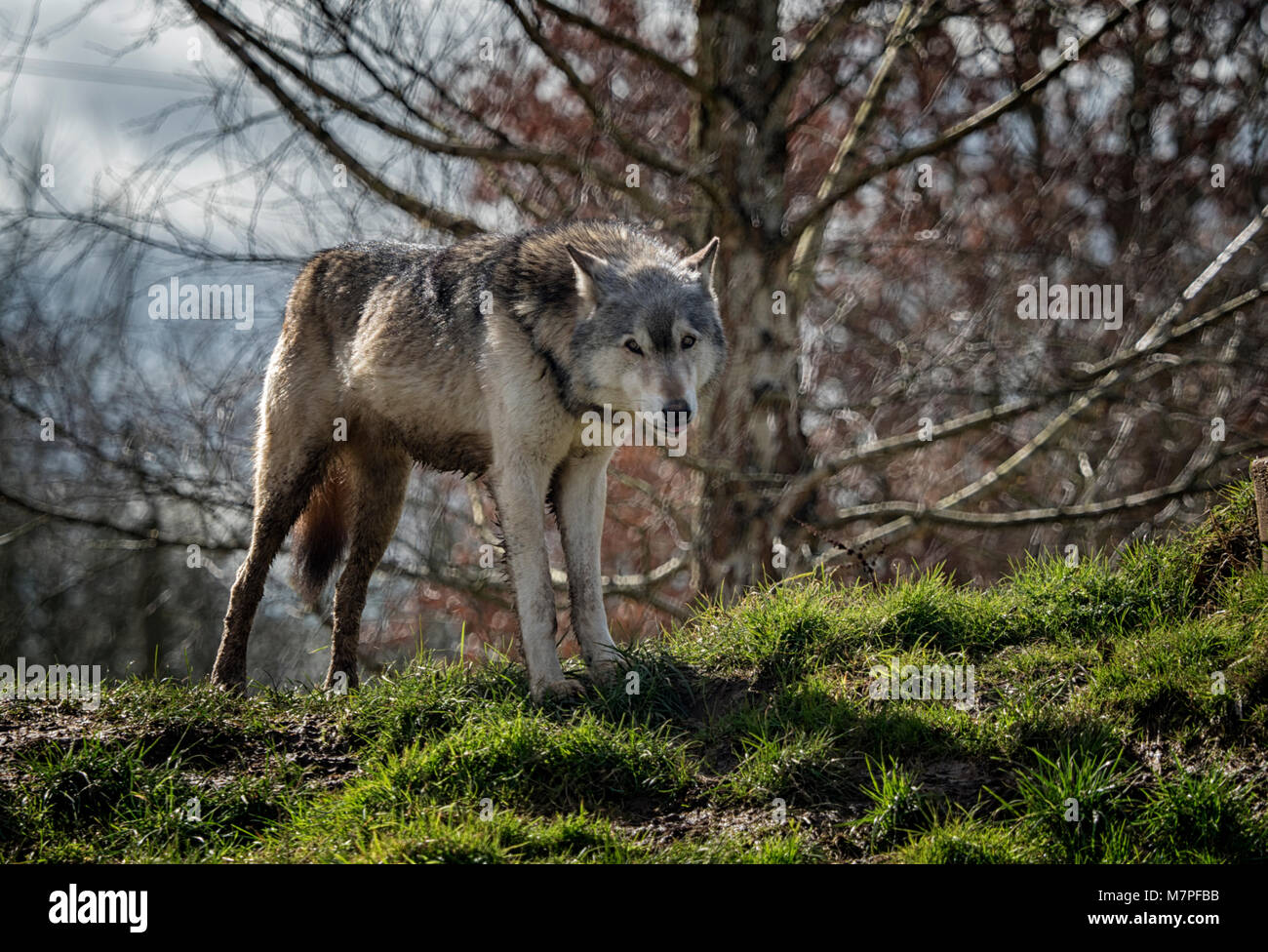 Alpha Male Grey (grau) Wolf (Canis lupus), aka der Timber Wolf oder Western Wolf. Eine Hunde- native zu Wildnis von Eurasien und Nordamerika Stockfoto