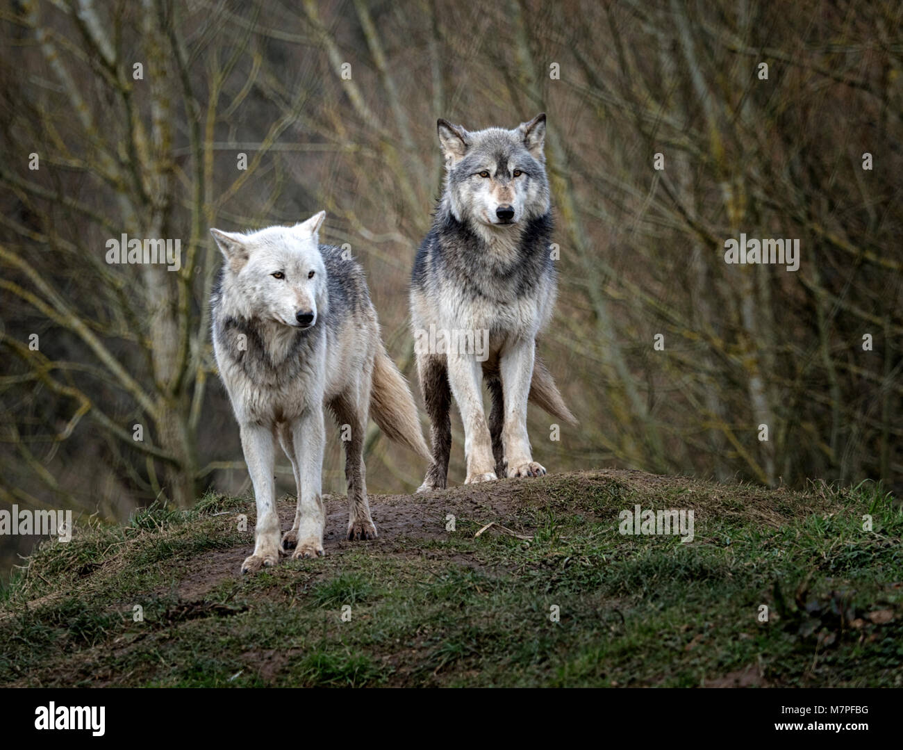 Male female alpha wolf alpha -Fotos und -Bildmaterial in hoher Auflösung –  Alamy