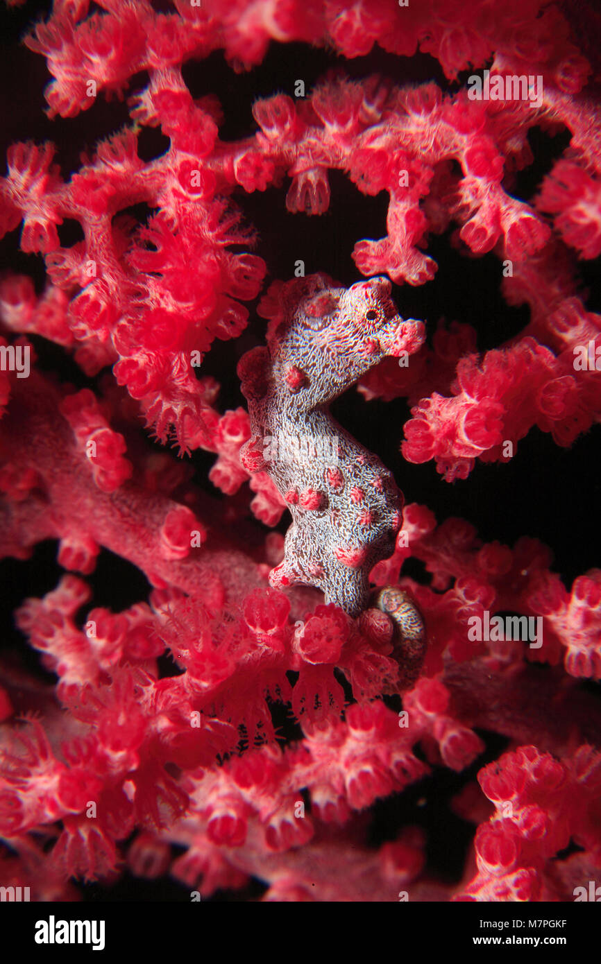 Pygmy Seepferdchen (Hippocampus Bargibanti) auf seafan (Muricella paraplectana), Lembeh Strait, Celebes Meer, Sulawesi, Indopazifik, Indonesien, Asien Stockfoto
