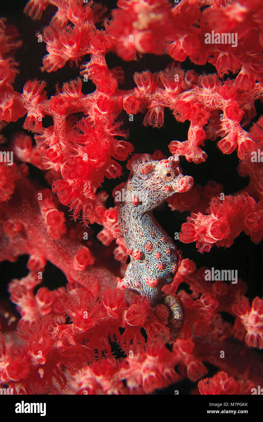 Pygmy Seepferdchen (Hippocampus Bargibanti) auf seafan (Muricella paraplectana), Lembeh Strait, Celebes Meer, Sulawesi, Indopazifik, Indonesien, Asien Stockfoto