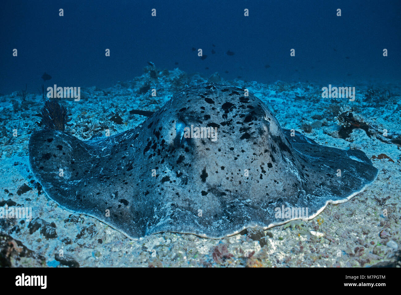 Whiptail stingray, Blotched Stingray, gemeinsame Stingray (Taeniura meyeni), Malediven, Indischer Ozean, Asien Stockfoto