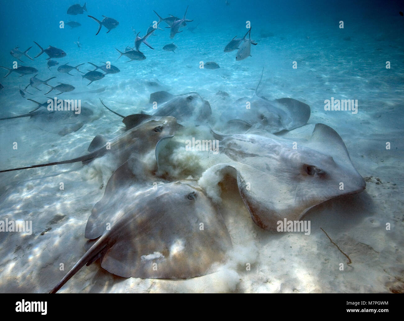 Blackspotted Dart, kleine getupfte Darts (Trachinotus baillonii) Schwimmen über eine Gruppe Jenkins (Himantura whiprays jenkinsii), Malediven, Indischer Ozean Stockfoto