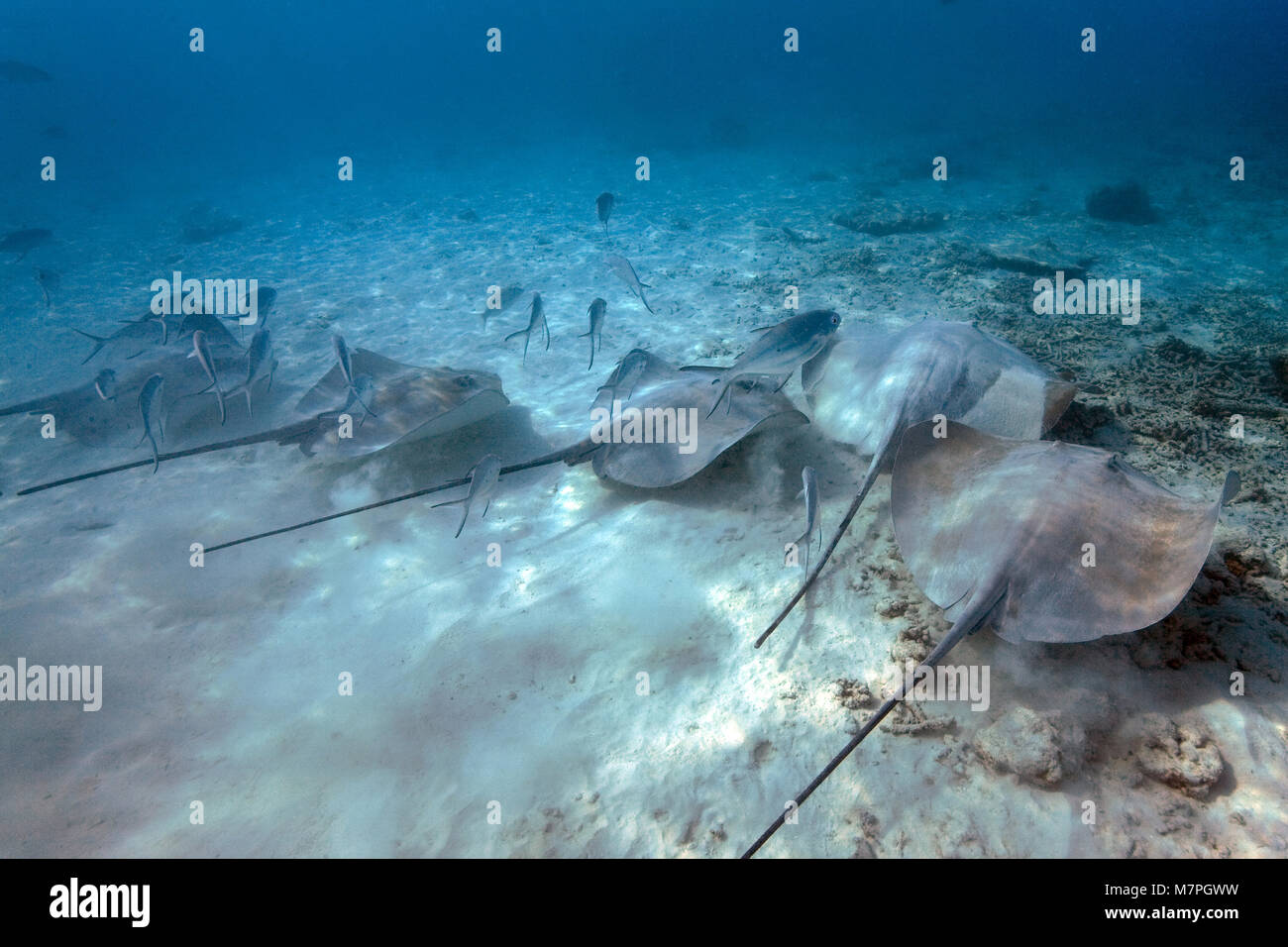 Blackspotted Dart, kleine getupfte Darts (Trachinotus baillonii) Schwimmen über eine Gruppe Jenkins (Himantura whiprays jenkinsii), Malediven, Indischer Ozean Stockfoto