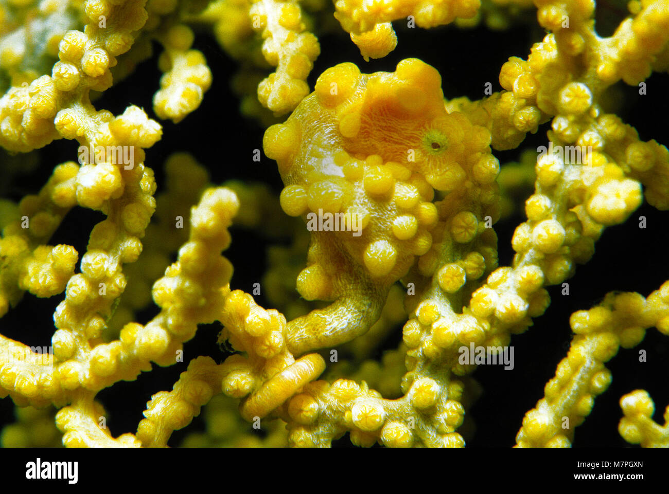 Pygmy Seepferdchen (Hippocampus Bargibanti) auf seafan (Muricella paraplectana), Lembeh Strait, Celebes Meer, Sulawesi, Indopazifik, Indonesien, Asien Stockfoto