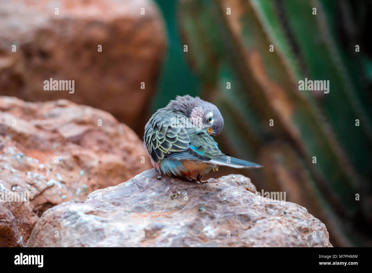 Australischen Edelsteine - Bourke's Parrot (Neosephotus bourkii) Portrait Sammlung Stockfoto