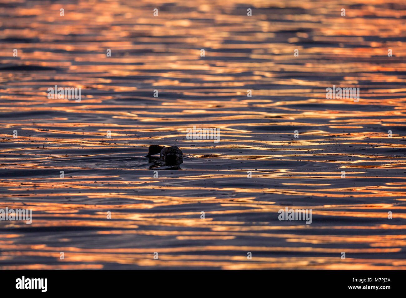 Wasservögel Sonnenuntergang Silhouette, Wasservögel bei Sonnenuntergang dargestellt, gegen plätschernde Mündungsgewässern, Silhouetted, blau und gold schimmernden Licht getaucht. Stockfoto