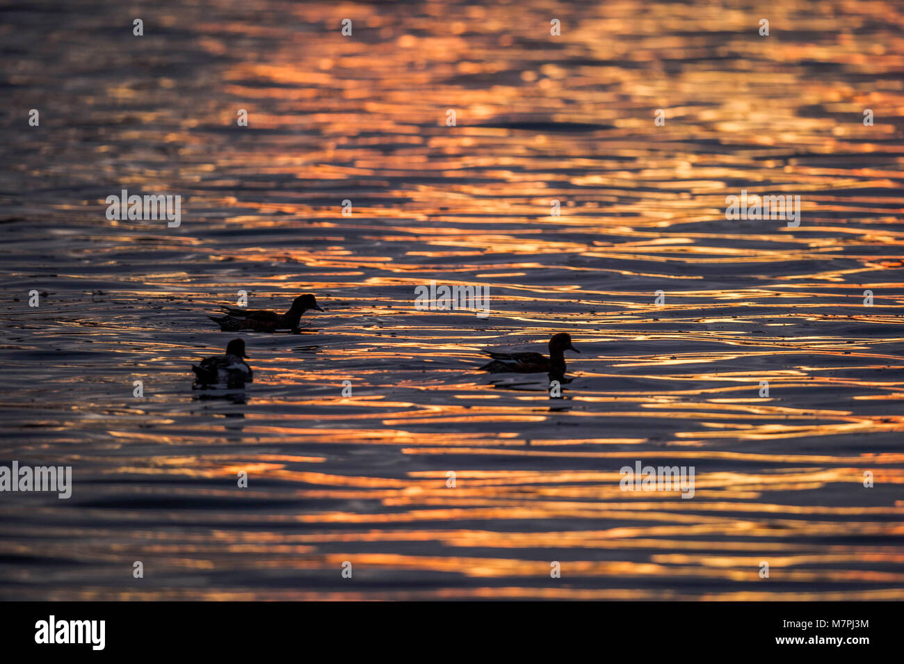 Wasservögel Sonnenuntergang Silhouette, Wasservögel bei Sonnenuntergang dargestellt, gegen plätschernde Mündungsgewässern, Silhouetted, blau und gold schimmernden Licht getaucht. Stockfoto