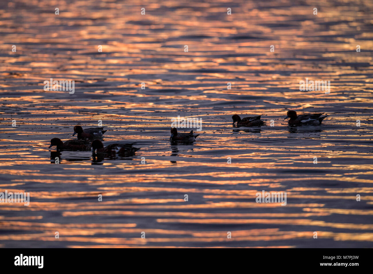 Wasservögel Sonnenuntergang Silhouette, Wasservögel bei Sonnenuntergang dargestellt, gegen plätschernde Mündungsgewässern, Silhouetted, blau und gold schimmernden Licht getaucht. Stockfoto