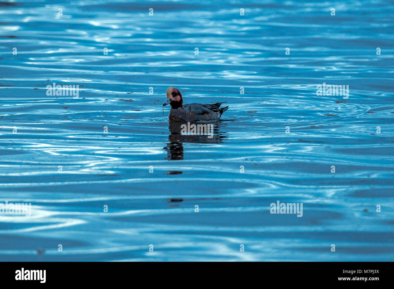 Wasservögel Sonnenuntergang Silhouette, Wasservögel bei Sonnenuntergang dargestellt, gegen plätschernde Mündungsgewässern, Silhouetted, blau und gold schimmernden Licht getaucht. Stockfoto