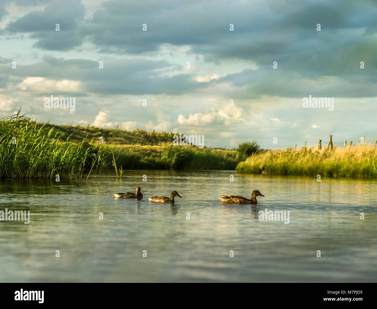 Wilden Stockente (Anas platyrhynchos) Riverside portrait. Stockfoto