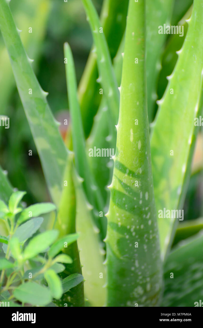 Aloe Vera Blätter Hintergrund. Stockfoto