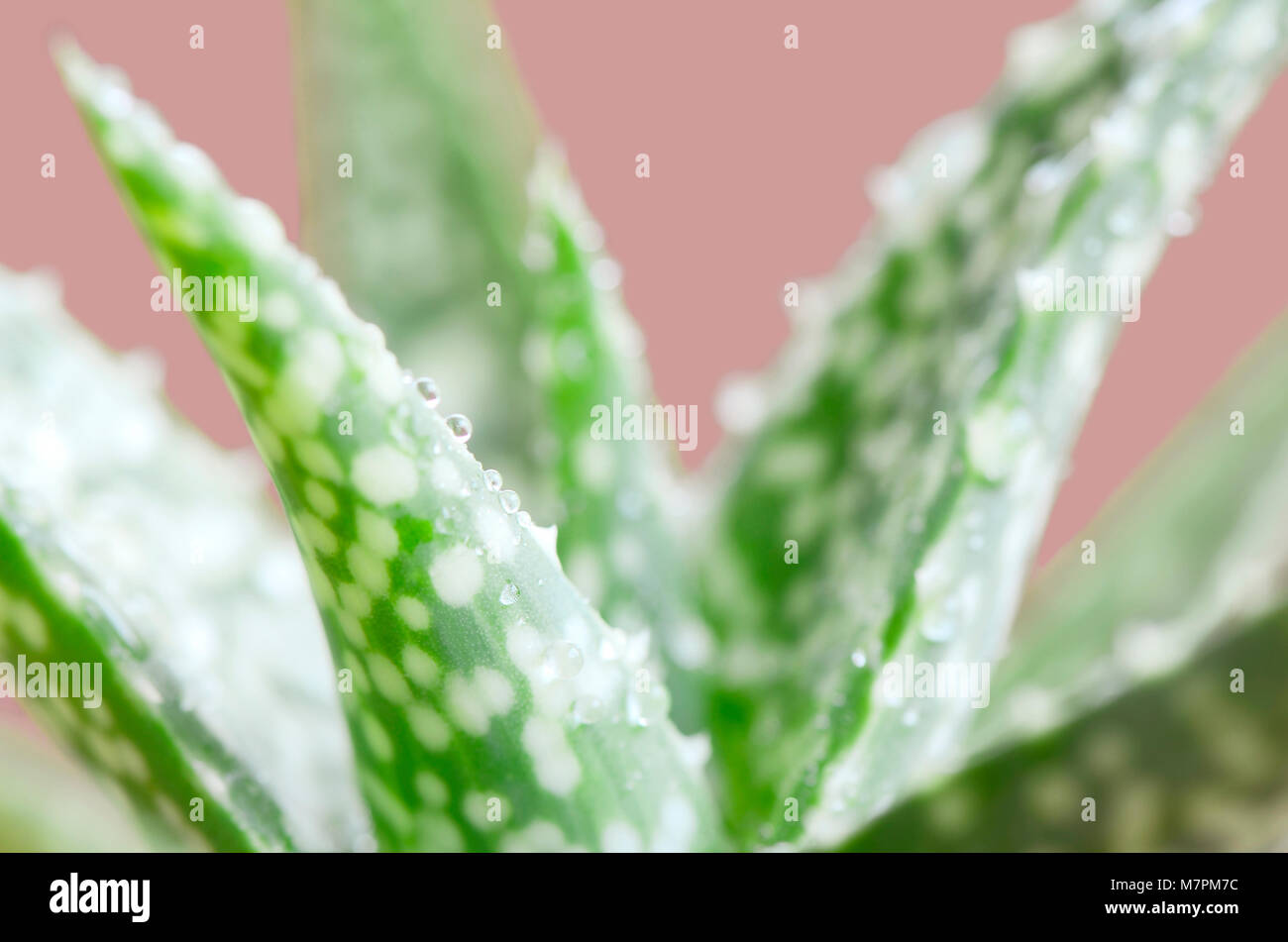 Aloe Vera Blätter mit Wassertropfen auf rosa Hintergrund. Stockfoto