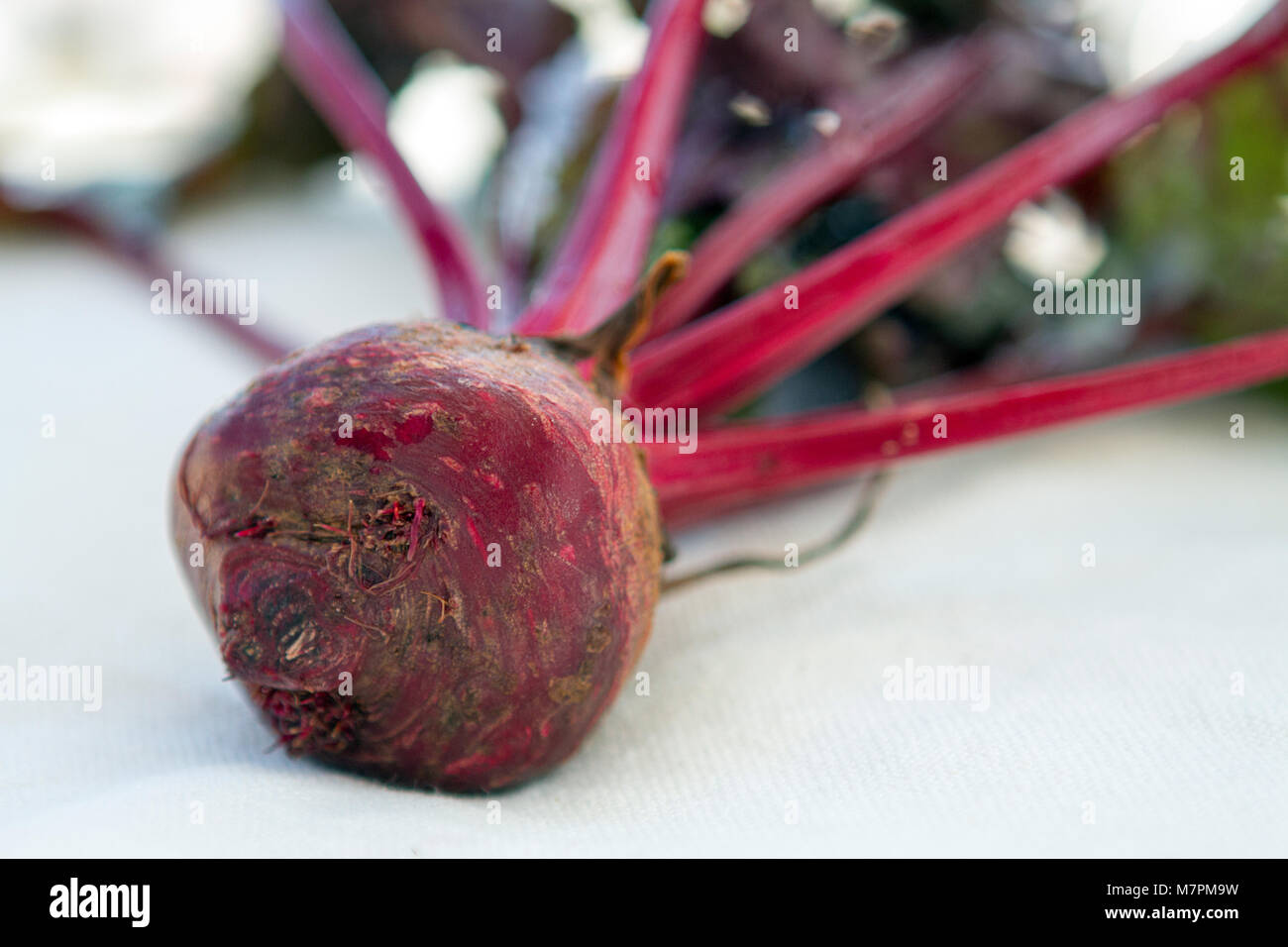 Rote Beete frische organische Rohstoffe, vegan gesunde Rohkost. Stockfoto