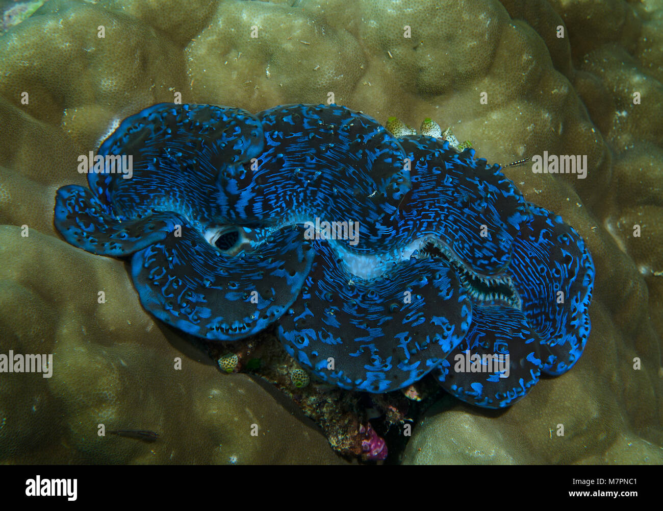 Maxima clam, Tridacna Maxima, auf Korallenriff, Malediven Bathala Stockfoto