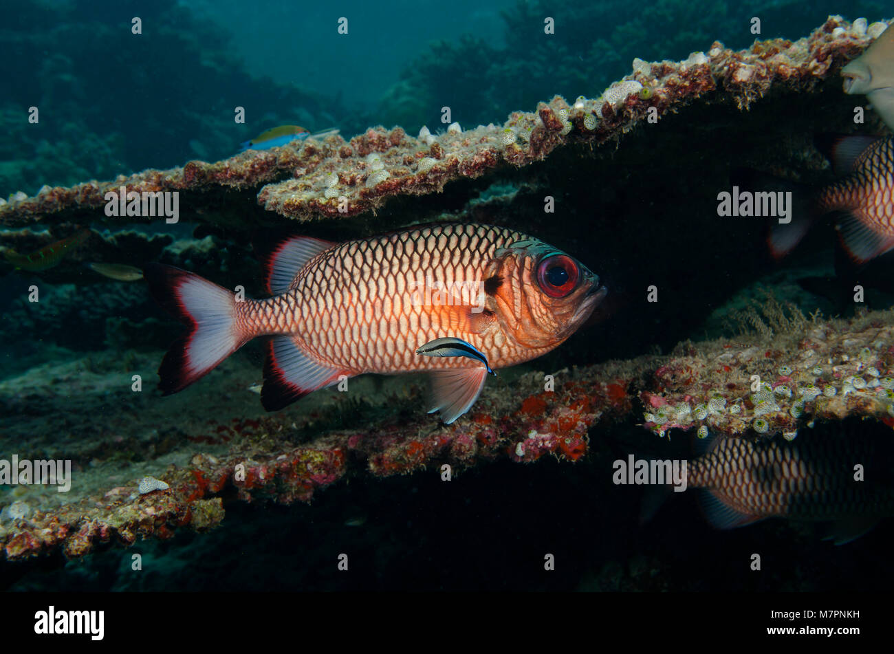 Shadowfin Soldatenfische, Myripristis Adusta, mit sauberer Lippfische im Indischen Ozean, Malediven Stockfoto