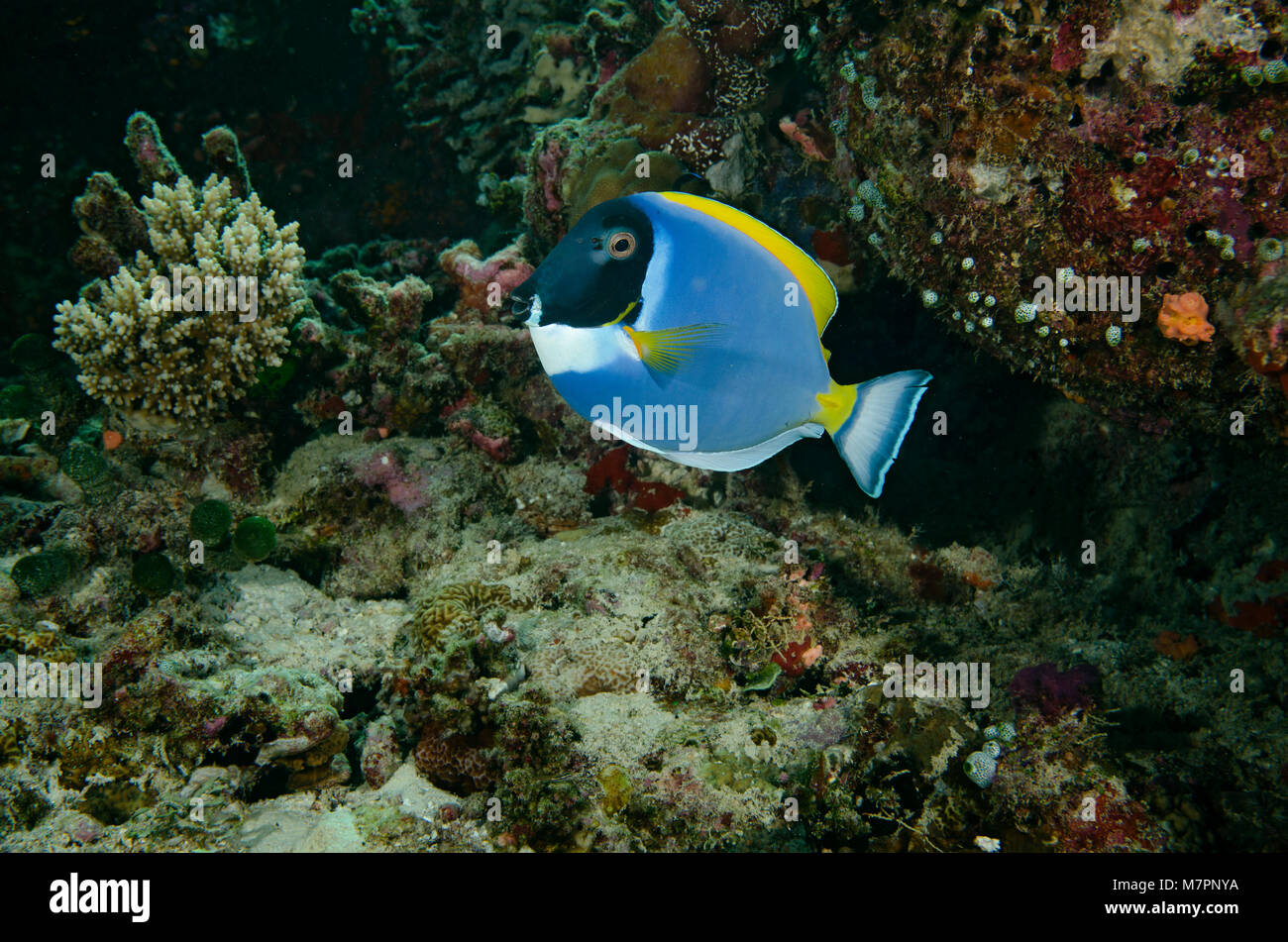 Powder Blue Tang, Acanthurus leucosternon am Coral Reef in Bathala Ari Atol, Malediven, Indischer Ozean Stockfoto