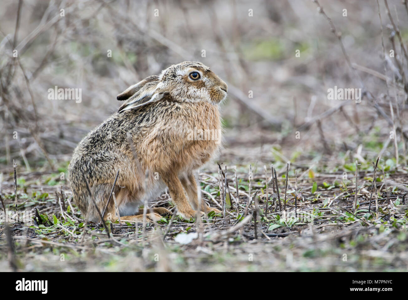 Brown-Feldhase (Lepus Europaeus) Stockfoto