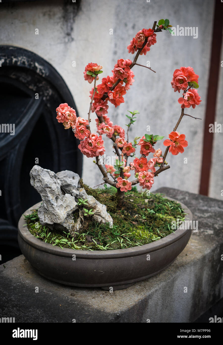 Rote Blumen Bonsai Stockfotografie - Alamy