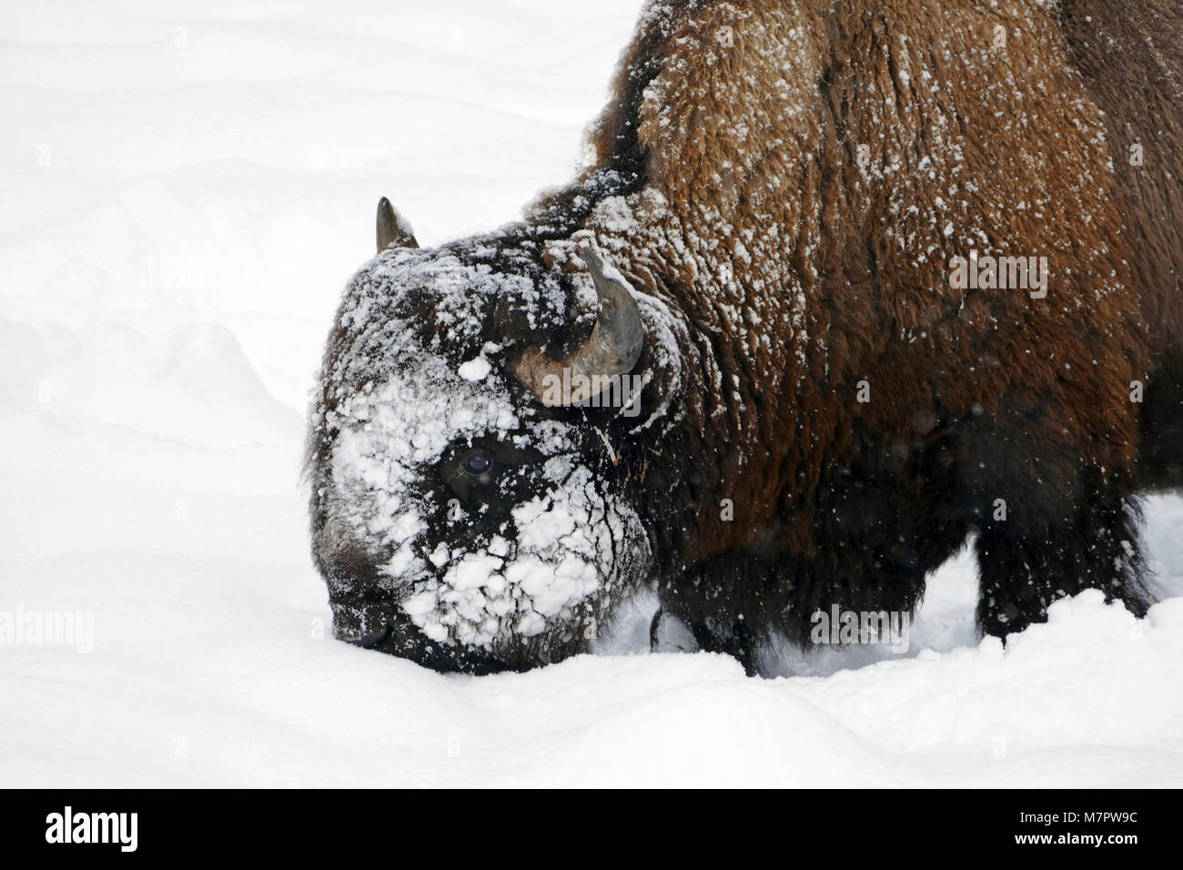 Bison bison mit seinen Kopf Schnee zu Pflügen mit seinen Kopf durch den Schnee in der Nähe von regen See zu pflügen; Stockfoto