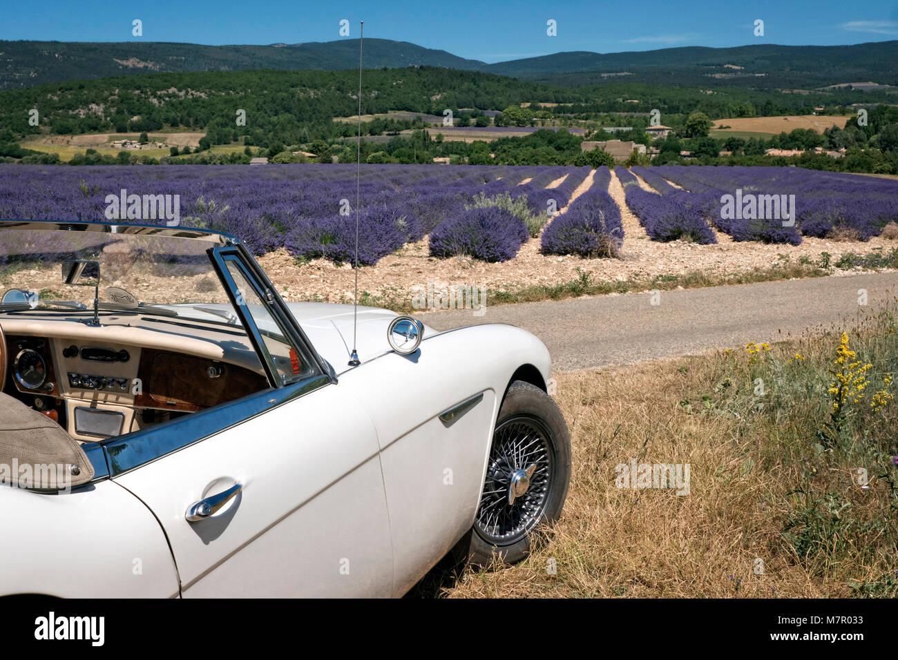 1965 Austin Healey 300 MKIII in Lavendelfelder der Provence Frankreich Stockfoto