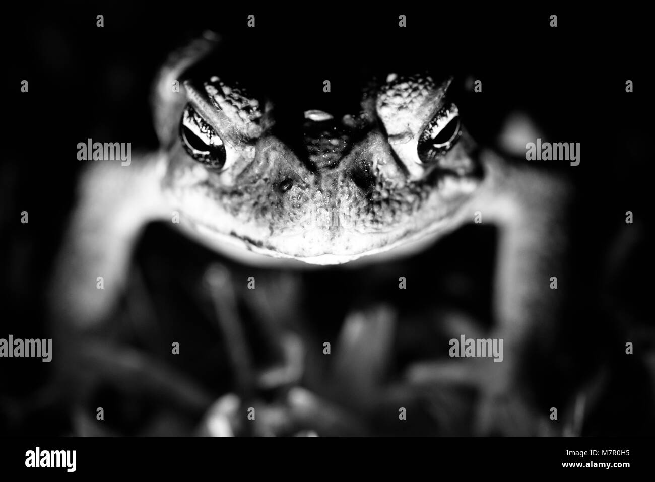 Bild von stockkröte Rhinella Marina in der Nacht in Townsville, Queensland Australien Stockfoto