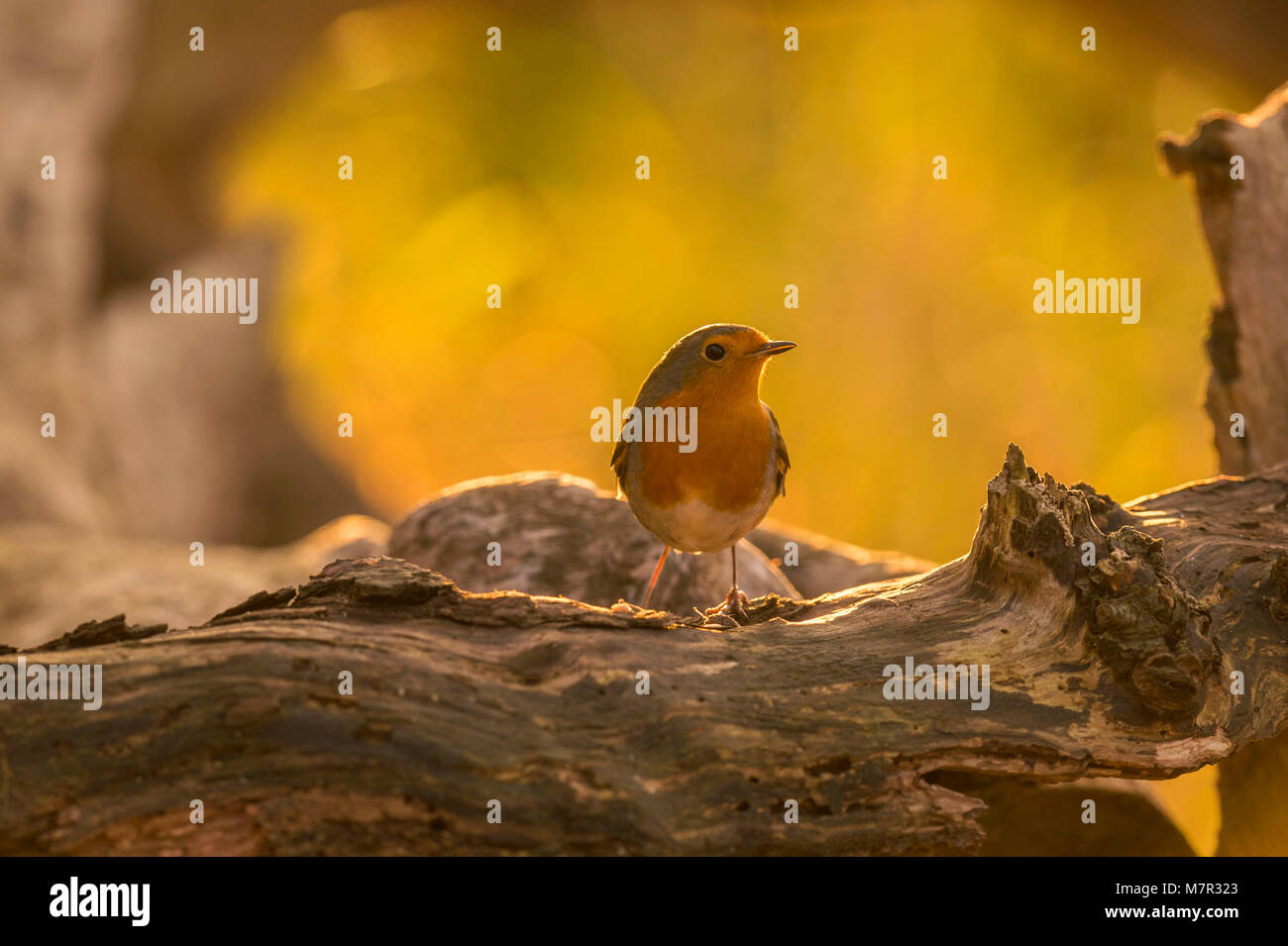 Wilden europäischen Robin (Erithacus Rubecula) Porträts im natürlichen Lebensraum. Stockfoto