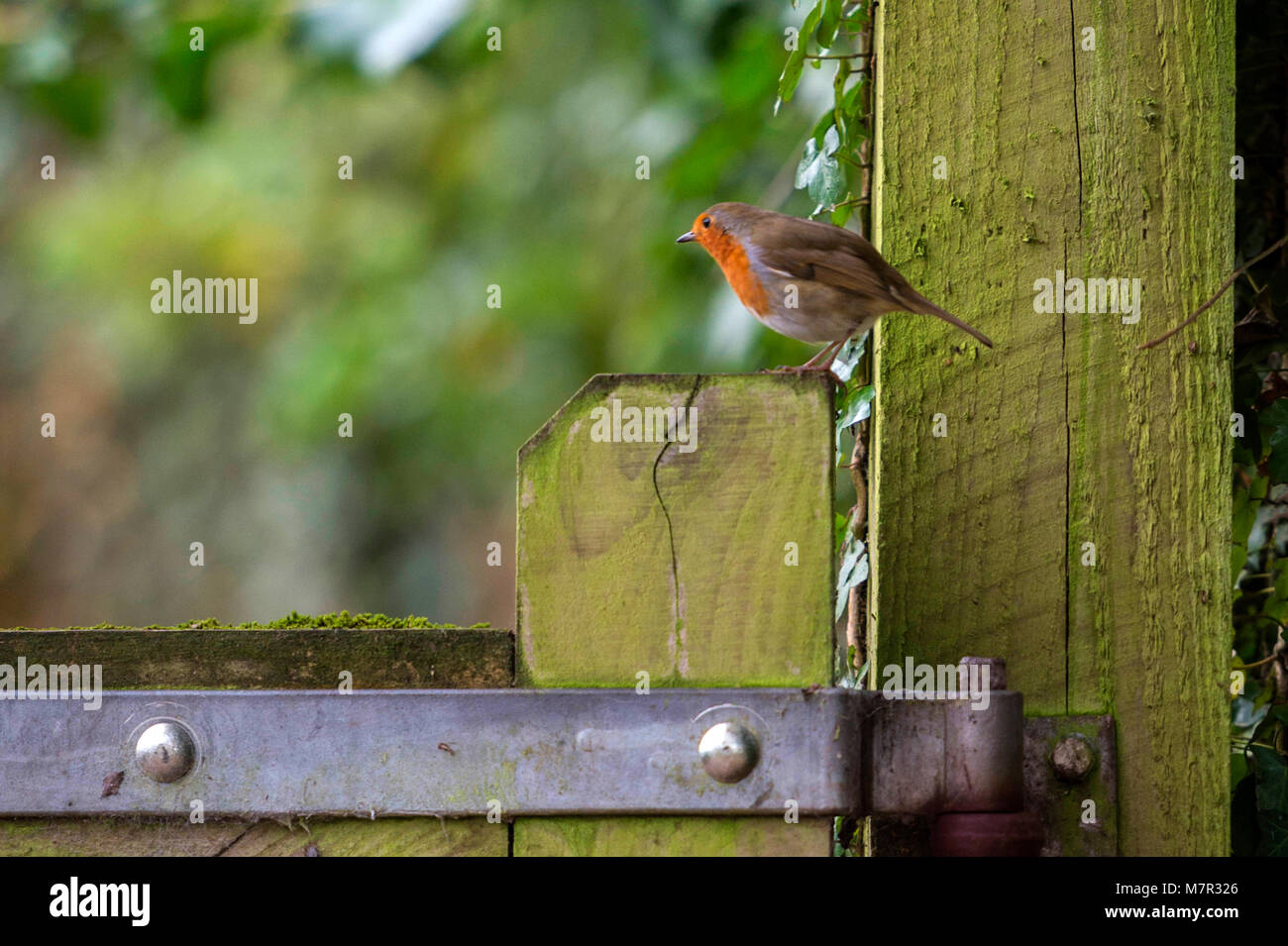 Wilden europäischen Robin (Erithacus Rubecula) Porträts im natürlichen Lebensraum. Stockfoto