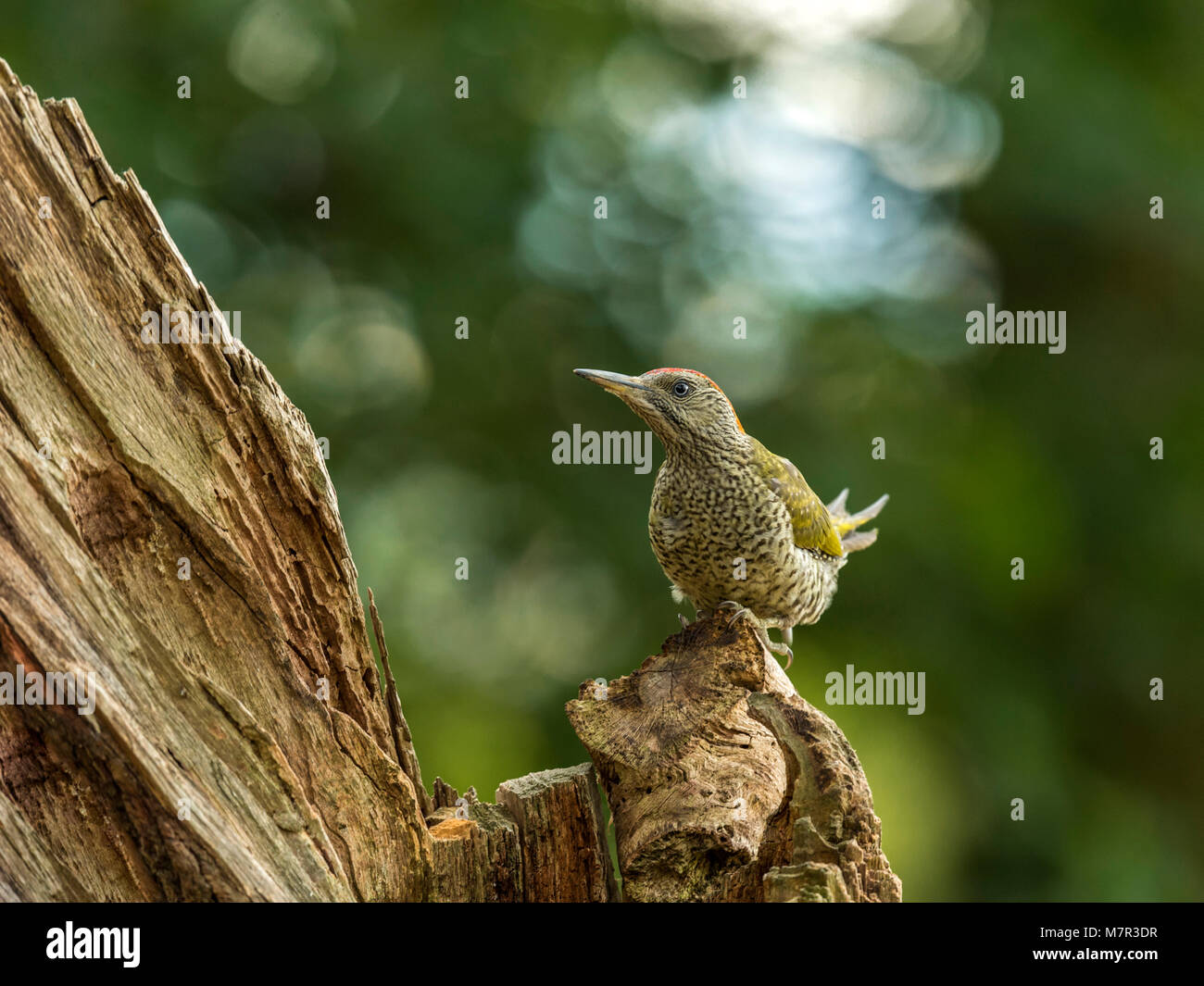 Europäische Grünspecht (Picus viridis) Portrait. Einzigartiges Bild, Vogel auf einem Baumstamm posiert, gegen woodland Hintergrund isoliert. Stockfoto