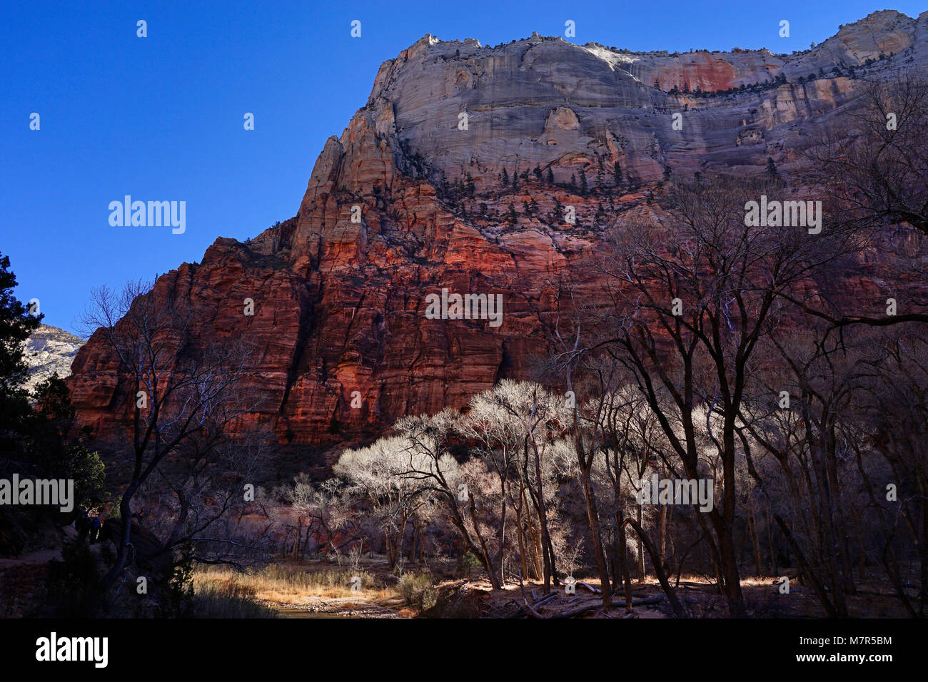 Zion Nationalpark, Utah, USA Stockfoto