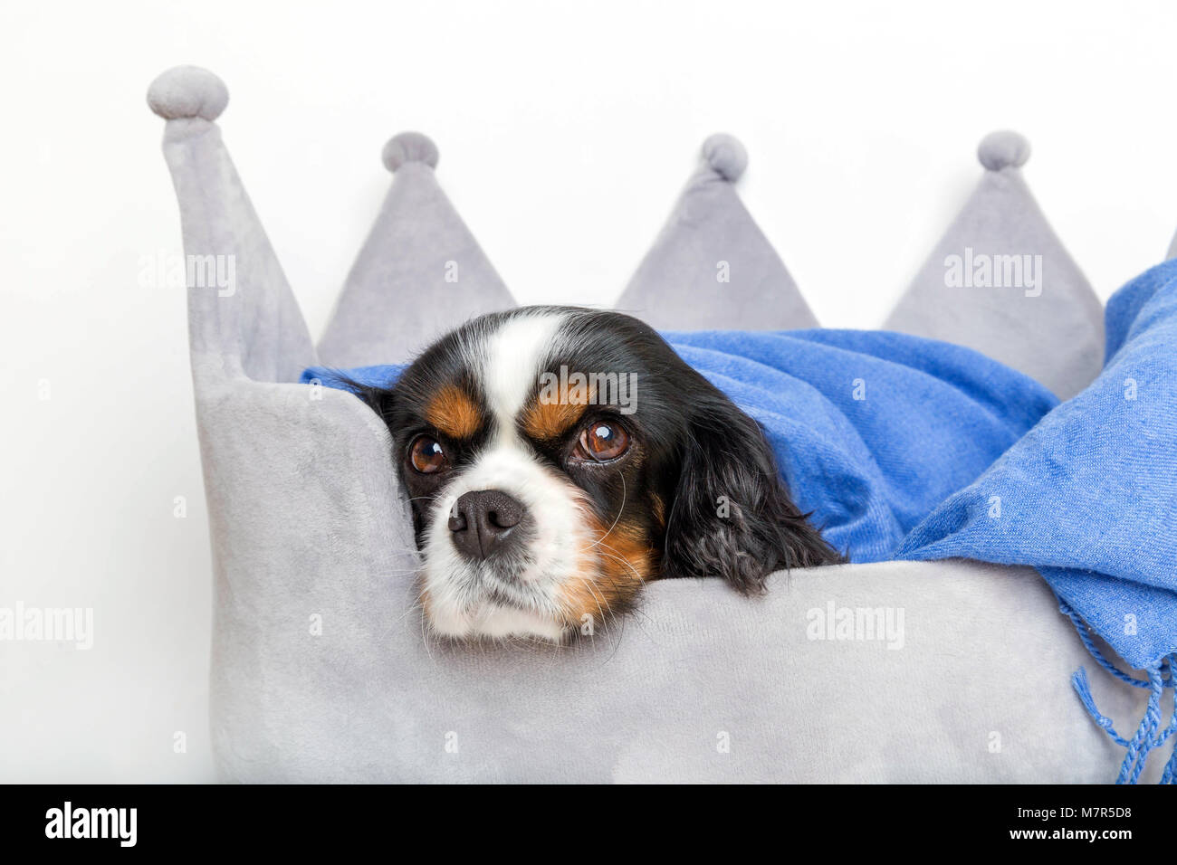 Süßer Hund in ein bequemes Bett ruhenden Stockfoto