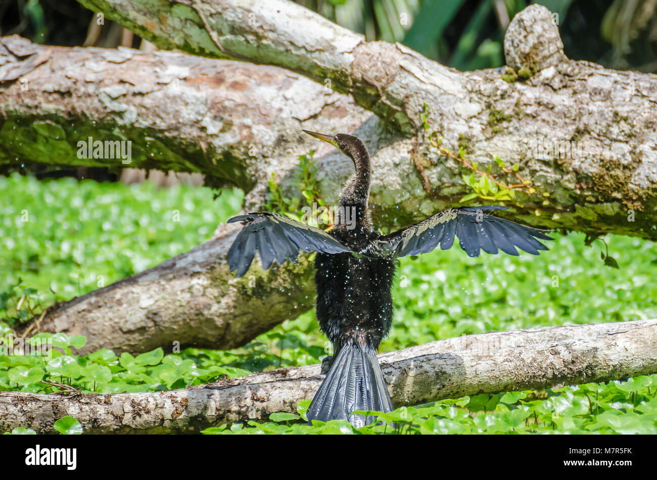 (Anhinga Anhinga anhinga), oder die amerikanische Schlangenhalsvogel oder Wasser Türkei, manchmal auch als "snakebird, sich schütteln sich Wasser auf einem Zweig zu erhalten Stockfoto