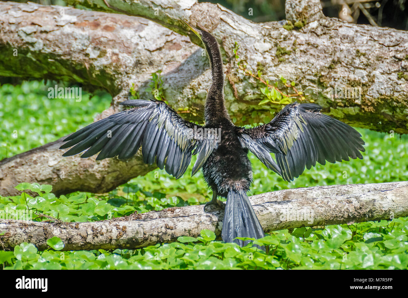 (Anhinga Anhinga anhinga), oder die amerikanische Schlangenhalsvogel oder Wasser aus der Türkei, auch als snakebird, trocknen die verbreiterte Kotflügel auf einem Ast zwischen Wasser Pflanzen Stockfoto