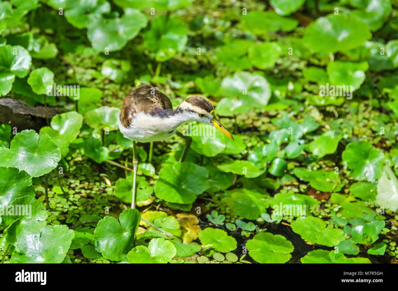 Juvenile Gelbstirn-blatthühnchen Jacana (jacana Jacana) mit seinen typischen Kastanie Gefieder, Weiß, Gelb underpart Bill und lange Beine wandern auf schwimmende Wasserpflanzen Stockfoto