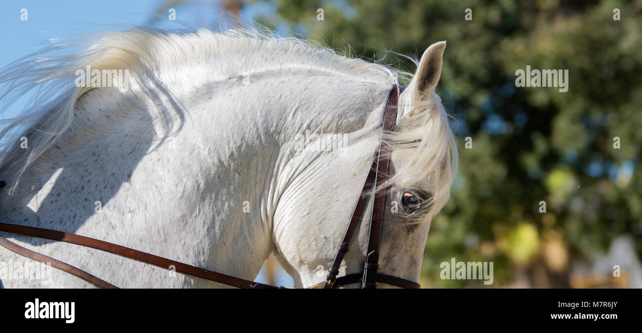 Detail einer reinen spanischen Pferd mit Heterochromia Stockfoto