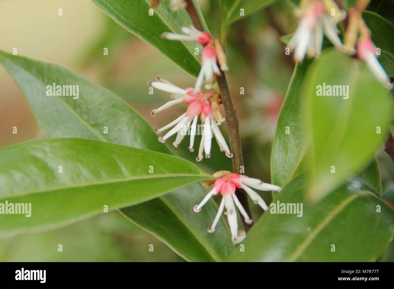 Sarcococca hookeriana 'Winter Juwel", ein stark duftender Winterblüher immergrüner Strauch, in der Blüte. Stockfoto