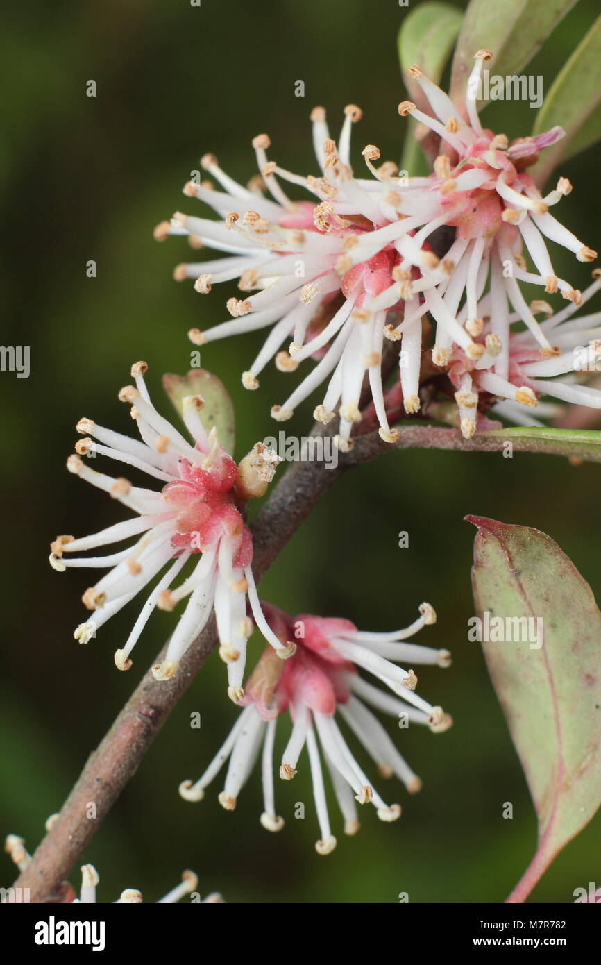 Sarcococca hookeriana var. digyna 'Purple Stammzellen "Süß oder